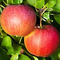 Яблоня в Пскове