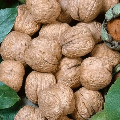 Саженцы грецкого ореха купить в Пскове в питомнике, цена дерева