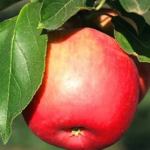 Яблоня КАТЯ в Пскове