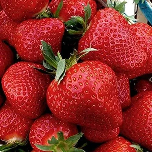 Клубника КЛЕРИ в Пскове