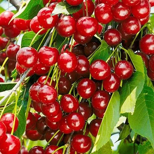 Вишня БРУСНИЦЫНА степная в Пскове