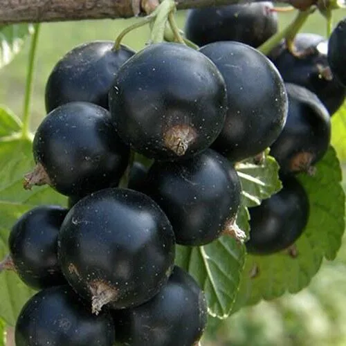 Смородина черная КЛУССОНОВСКАЯ в Пскове