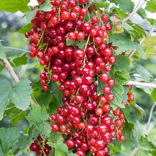 Смородина красная РЕД ЛЕЙК в Пскове