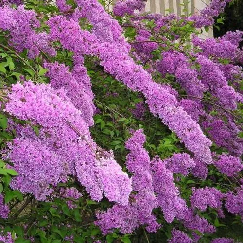 Сирень КИТАЙСКАЯ в Пскове