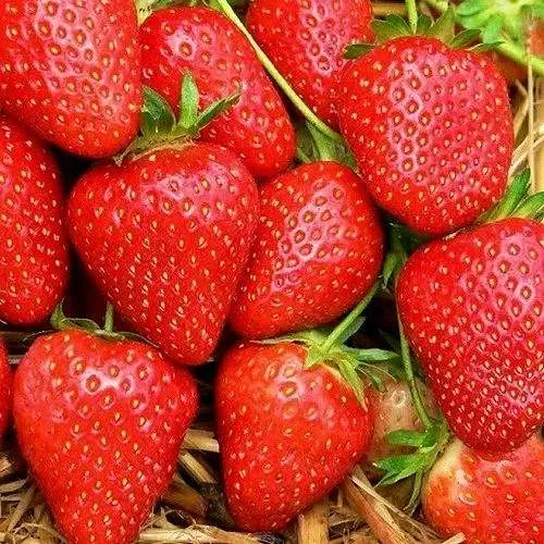 Клубника КВИКИ в Пскове